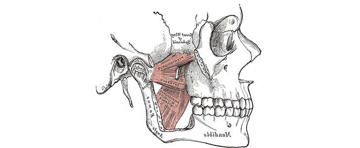 mandibola e mascella
